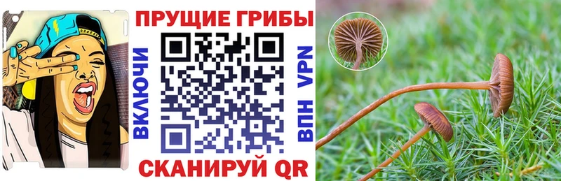 купить закладку Городовиковск Псилоцибиновые грибы Magic Shrooms